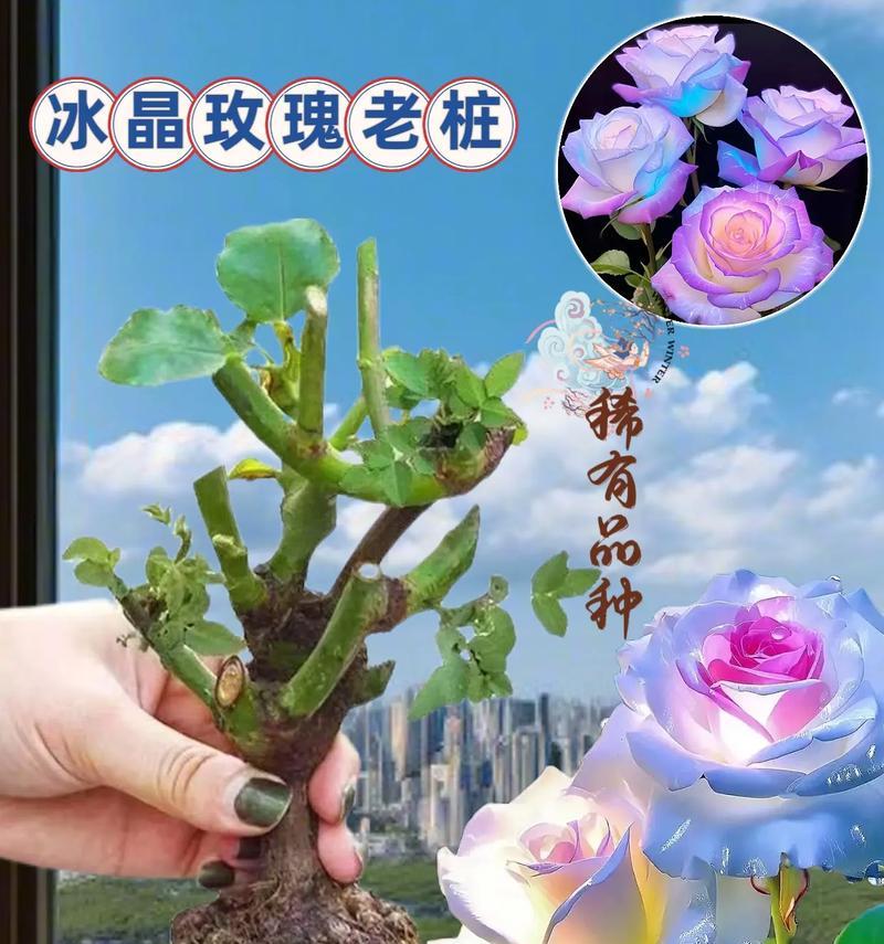水土培玫瑰花的种植步骤是什么？