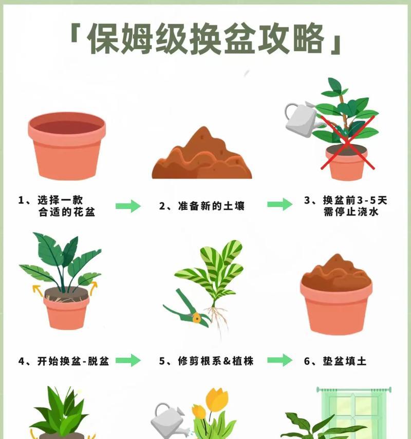地栽牡丹花移栽的正确方法是什么？移栽后如何确保成活率？
