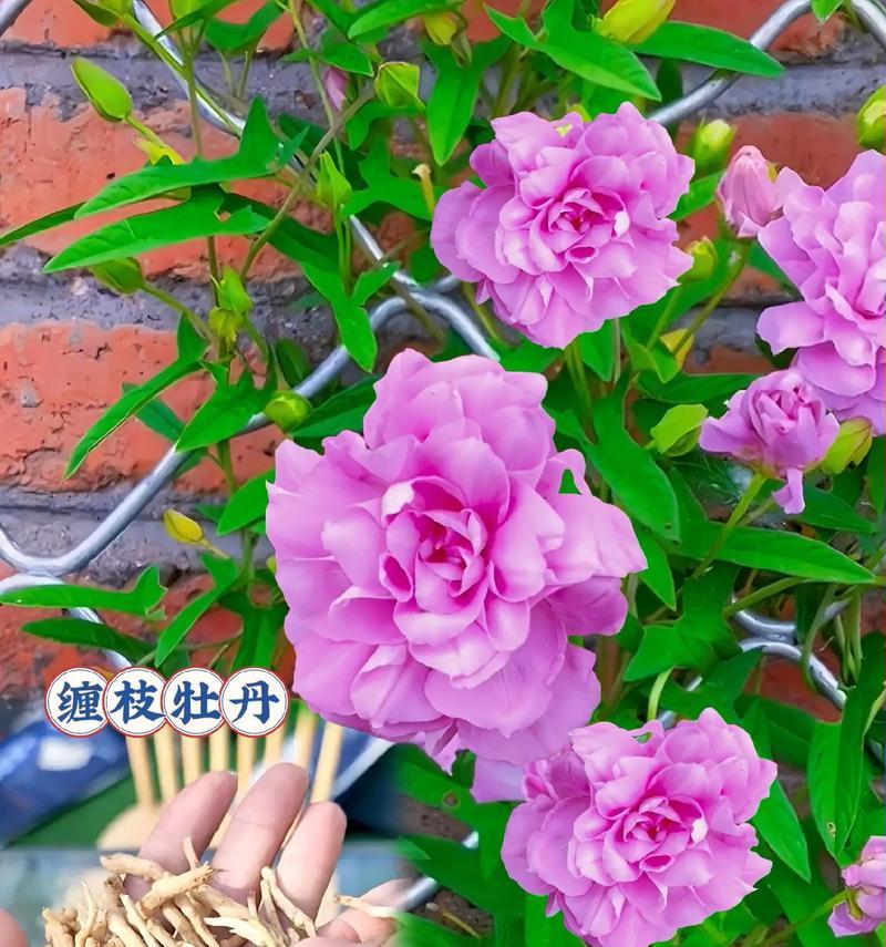 地栽牡丹花移栽的正确方法是什么？移栽后如何确保成活率？