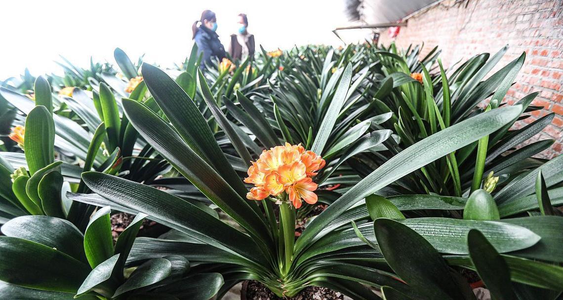 君子兰新叶过大的修剪方法？怎样保持植株美观？