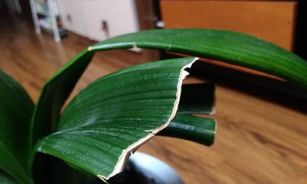 君子兰新叶过大的修剪方法？怎样保持植株美观？