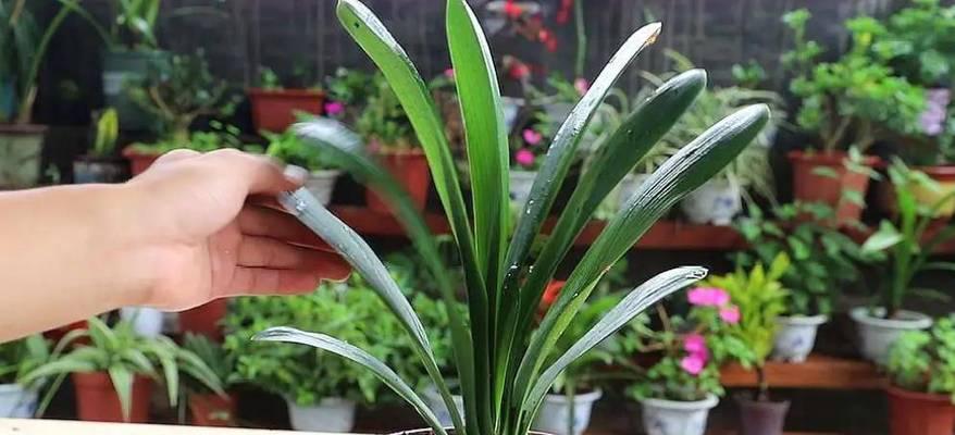 君子兰新叶过大的修剪方法？怎样保持植株美观？