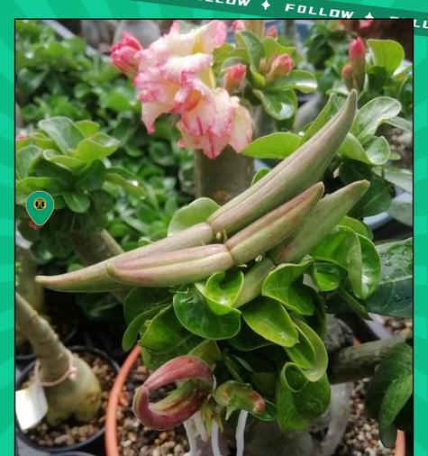 玫瑰花催芽的最快方法是什么？如何确保高成活率？