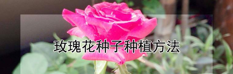玫瑰花催芽的最快方法是什么？如何确保高成活率？