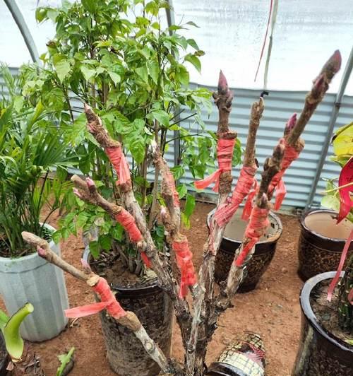 牡丹花移盆后修剪枝条的正确方法是什么？