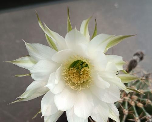 仙人球白花明星的养护技巧有哪些？如何处理常见问题？