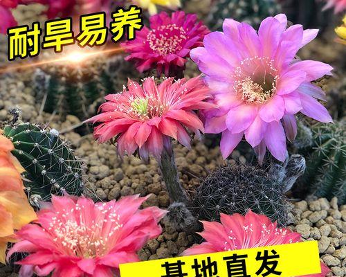 带刺多肉仙人掌的养殖方法有哪些？
