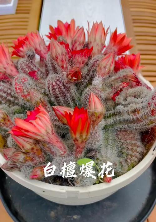 带刺多肉仙人掌的养殖方法有哪些？