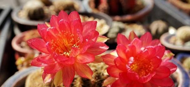仙人球黄色花品种有哪些？如何分辨不同品种？