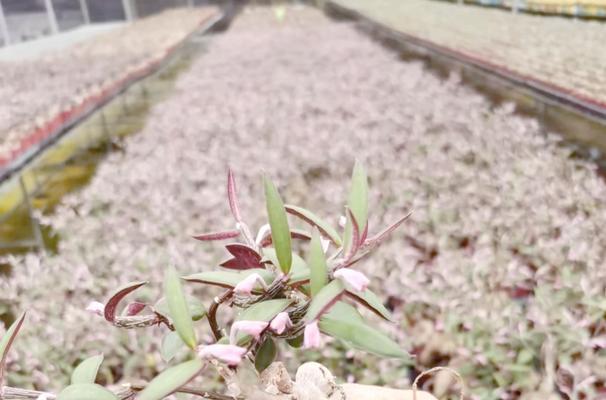 仙人球配土和花盆选择的美观建议？