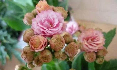 玉子花仙人球如何养护才能开花？需要哪些条件？