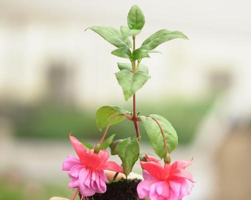 玉子花仙人球如何养护才能开花？需要哪些条件？