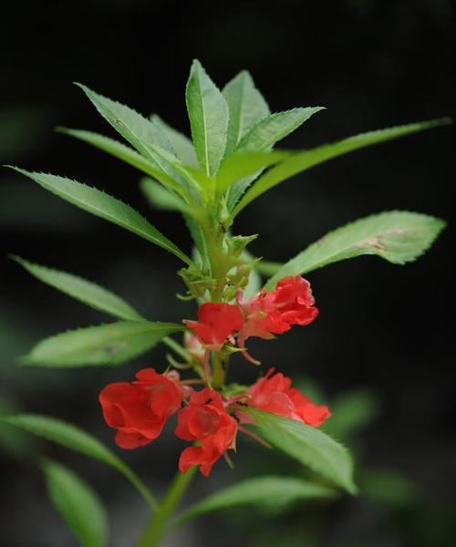 玉子花仙人球如何养护才能开花？需要哪些条件？