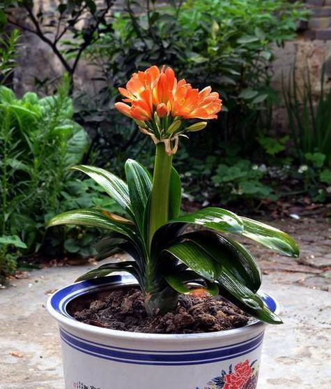 君子兰种植应选择哪种类型的花盆？