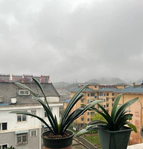 东北君子兰大苗的养护管理技巧？
