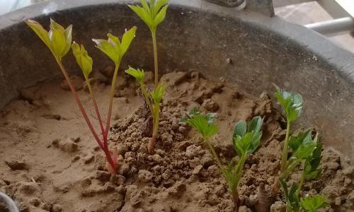 牡丹花如何种植才能发芽？