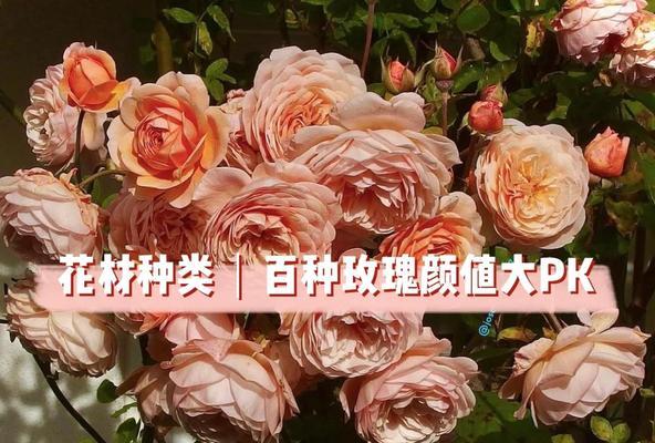 巨型玫瑰花瓣数量如何确定？