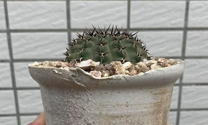 室内仙人球种植应选择哪种土壤？