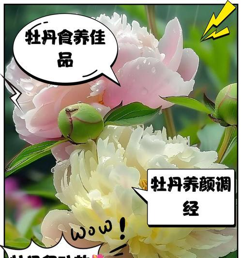 牡丹花为什么要修剪？修剪有哪些好处？