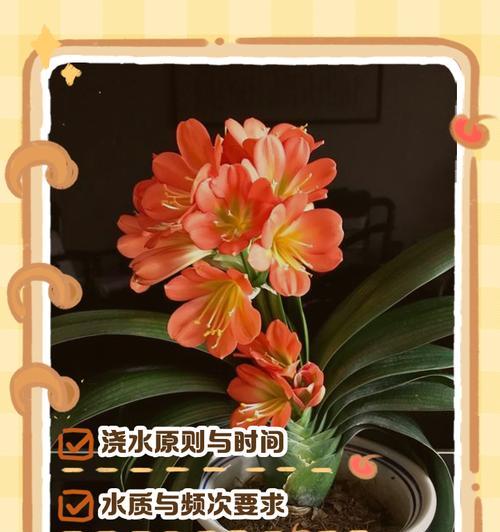 君子兰换土后需要浇水吗？正确的浇水方法是什么？