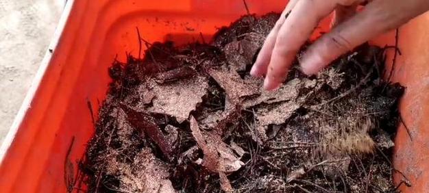 君子兰专用泥土的正确使用方法是什么？使用后如何管理？