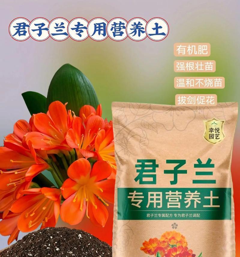 君子兰专用泥土的正确使用方法是什么？使用后如何管理？