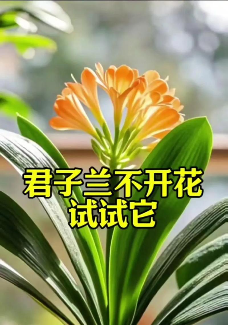 君子兰叶黄不开花的解决方法是什么？