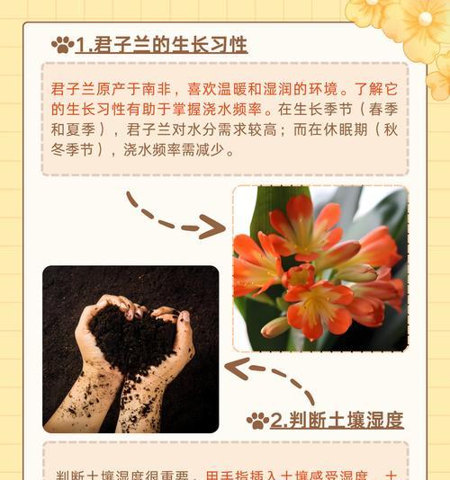 刚栽种的君子兰需要浇水吗？正确的浇水方法是什么？