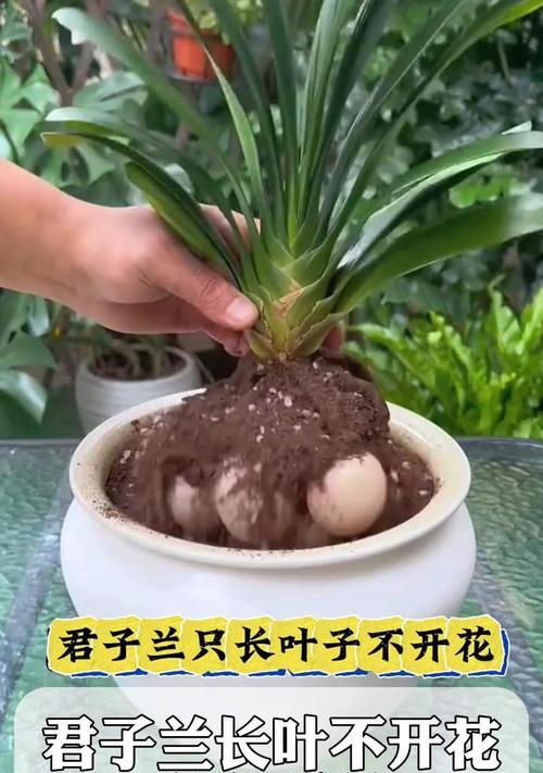 君子兰开花后叶子变黄原因何在？如何处理？