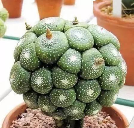 仙人掌黄刺会开花吗？如何养护以促进开花？