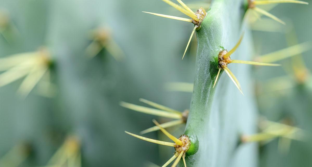 仙人掌黄刺会开花吗？如何养护以促进开花？