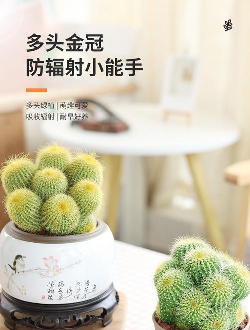 金冠植物仙人球好养吗？正确的养护方法是什么？