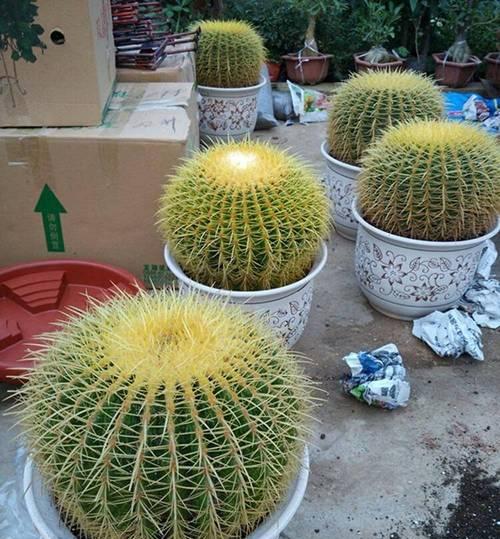 金冠植物仙人球好养吗？正确的养护方法是什么？