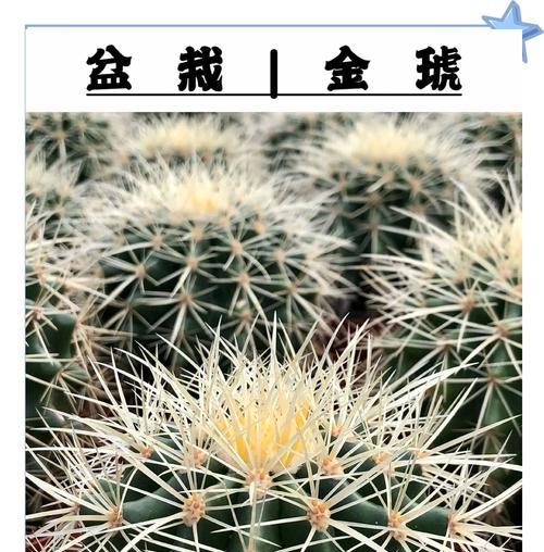 金冠植物仙人球好养吗？正确的养护方法是什么？