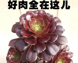 玫瑰仙人掌鱼的养殖技巧有哪些？