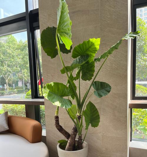 仙人掌圣丽塔的浇水技巧有哪些？如何判断其水分需求？