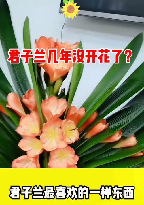 家养君子兰不长花苞怎么办？有哪些可能的原因？