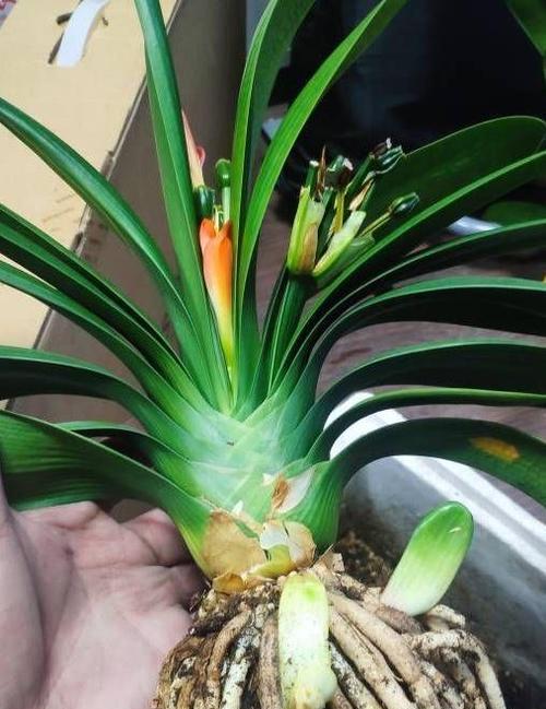 家养君子兰不长花苞怎么办？有哪些可能的原因？
