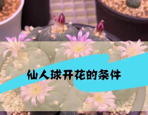 仙人球在什么状态下会开花结果？如何促进其开花？