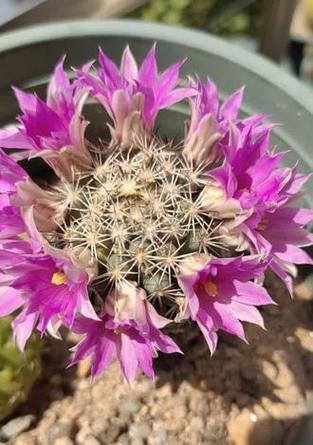 仙人球在什么状态下会开花结果？如何促进其开花？