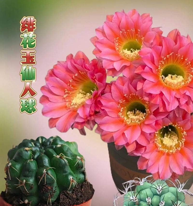 仙人球在什么状态下会开花结果？如何促进其开花？