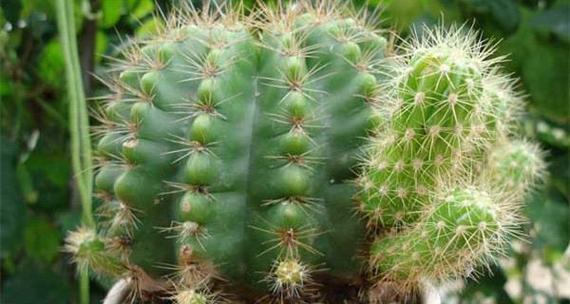 青花瓷盆适合种植仙人球吗？养护方法是什么？