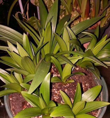 青花瓷盆适合种植仙人球吗？养护方法是什么？