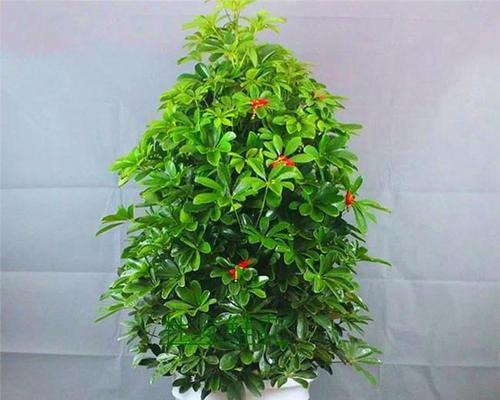 青花瓷盆适合种植仙人球吗？养护方法是什么？