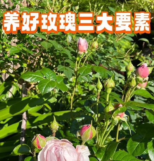 生根玫瑰花的正确养护方式是什么？