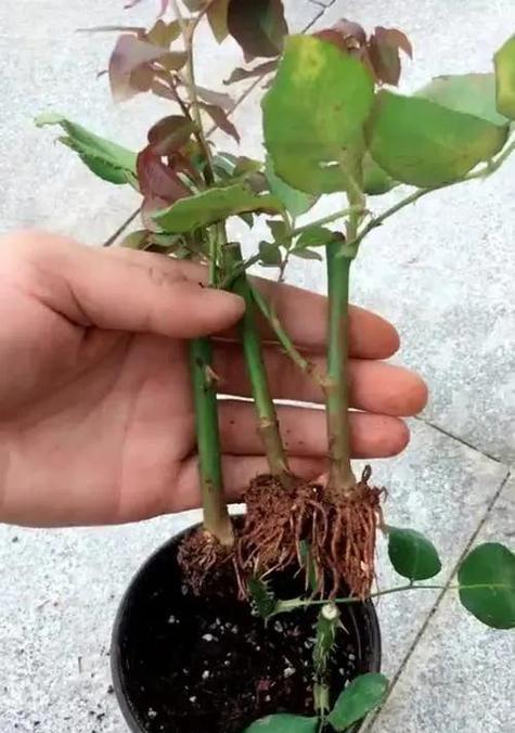 生根玫瑰花的正确养护方式是什么？