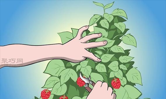 仙遇怎么种玫瑰花？种植步骤是什么？