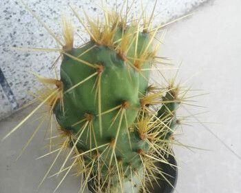 网红仙人掌盆栽的养殖方法有哪些？