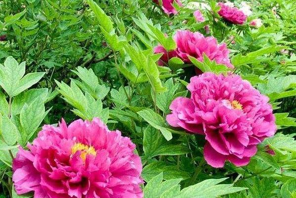 牡丹花在湖南能栽活吗？正确的栽种和养护方法是什么？