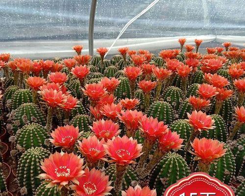 黑金刚之王仙人掌的种植方法是什么？